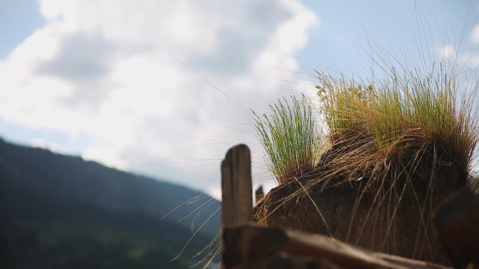 土墙上的野草