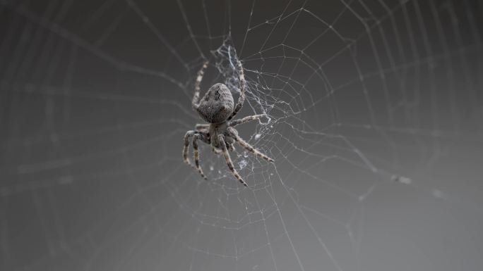 蜘蛛神秘感特写素材
