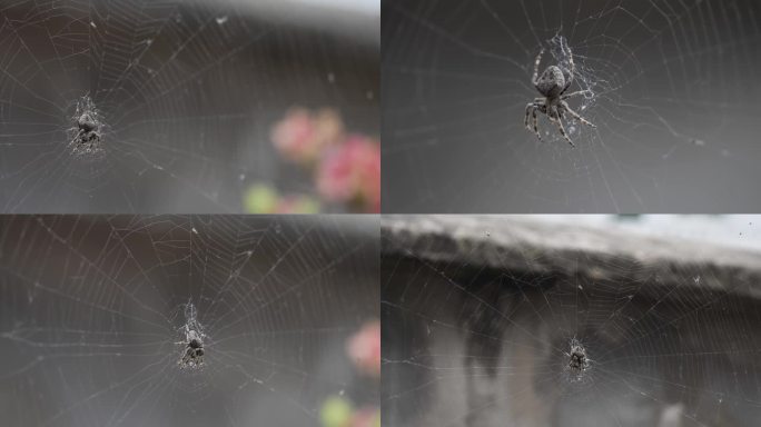 蜘蛛神秘感特写素材