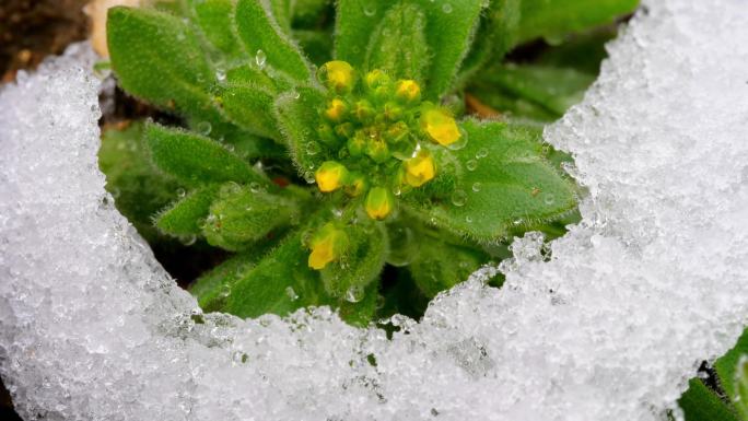 雪融化延时 雪化