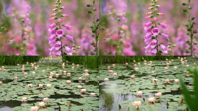 公园花圃各种花朵盛开实景素材