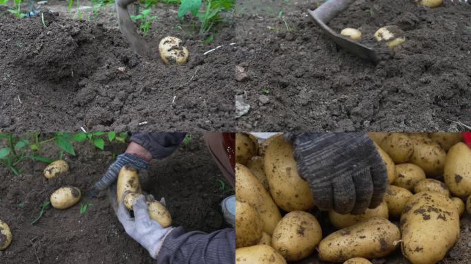 刨土豆 丰收土豆  农民喜悦表情