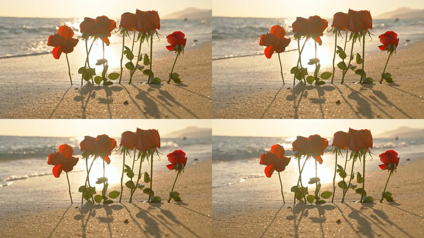 海浪海边玫瑰花