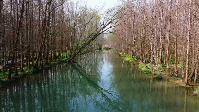 桤木河湿地