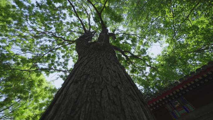 几百上千年的古树