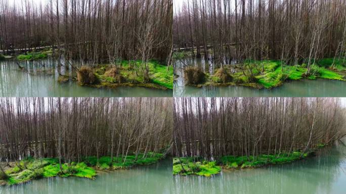 桤木河湿地