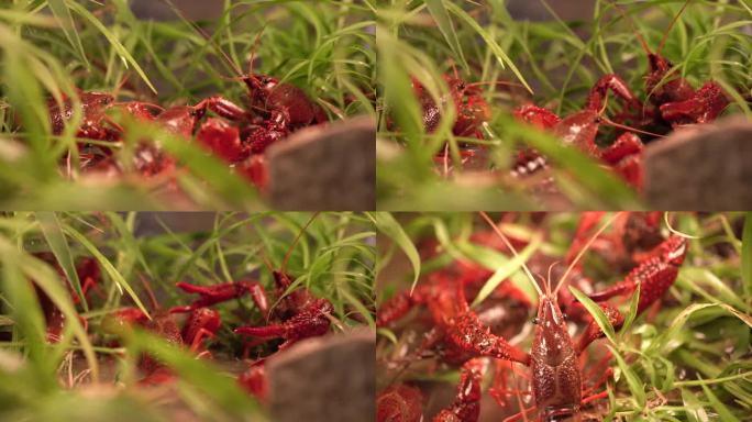 草地上的龙虾 小龙虾视频素材