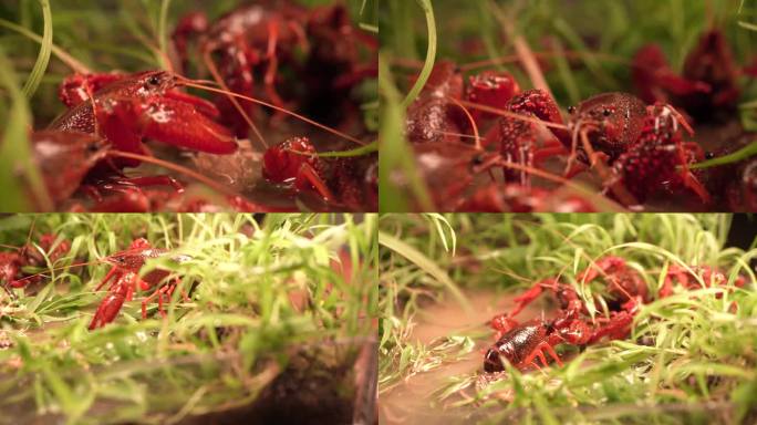 草地上的龙虾 小龙虾视频素材