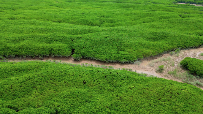 泉州湾河口湿地自然保护区 红树林