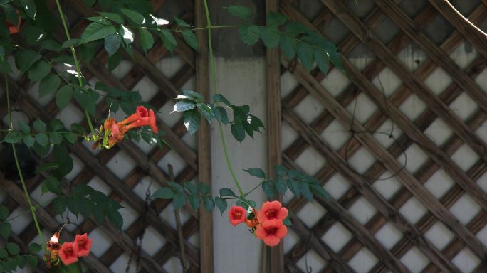 小院凌霄花