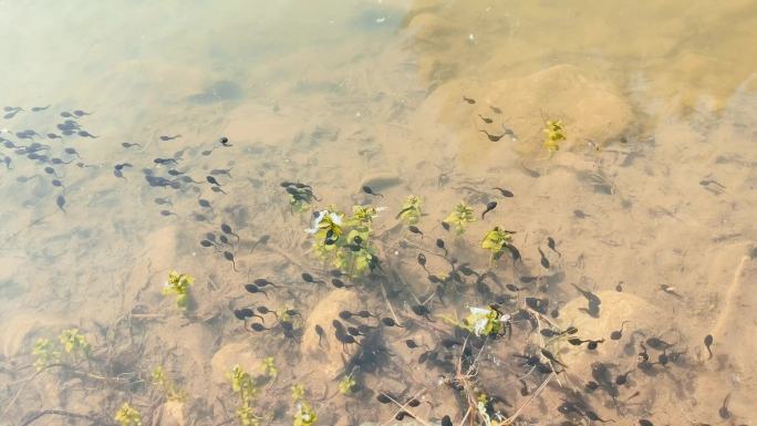 水中成群结队的蝌蚪