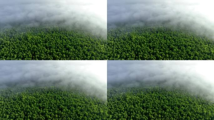 航拍云雾迷漫的绿色松林