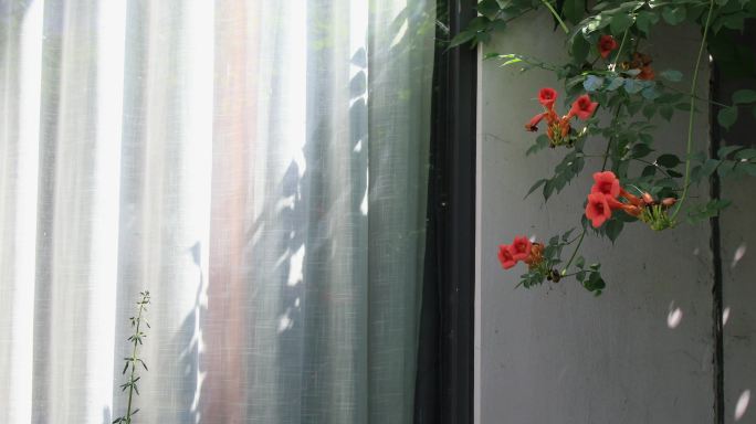 别墅小院窗前的凌霄花