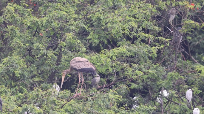 稀有物种彩鹳特写镜头