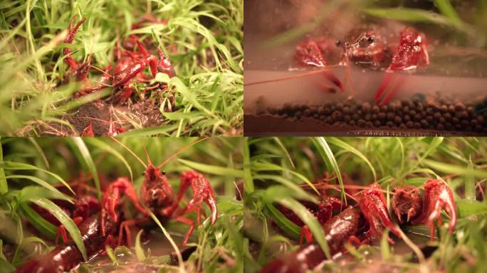 小龙虾  草地上的龙虾 小龙虾视频素材