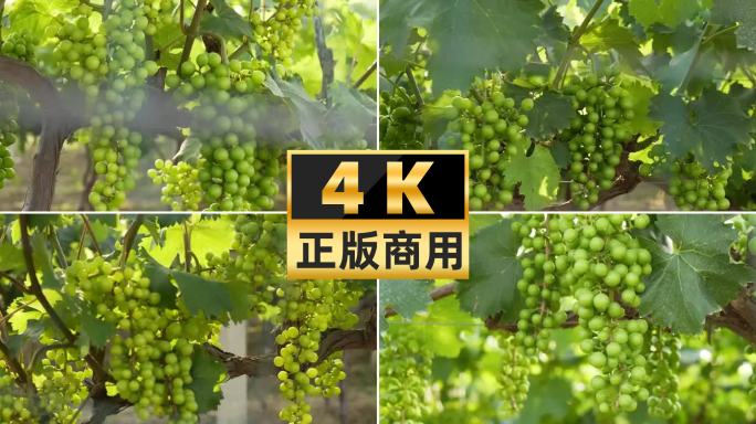 4K葡萄种植园绿葡萄