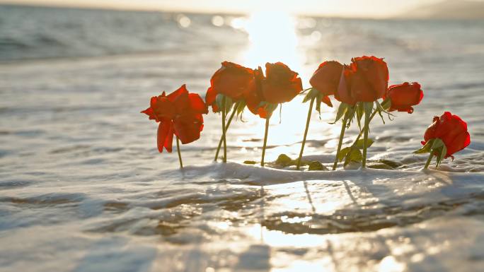 海浪海边玫瑰花