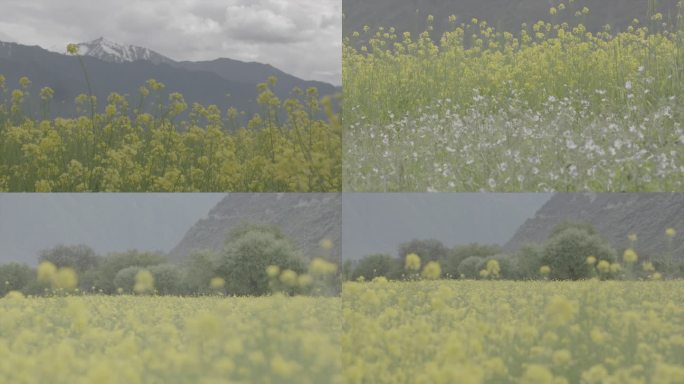 油菜花 雪山 西藏