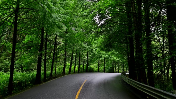 旅行自驾唯美森林绿道公路绿树成荫