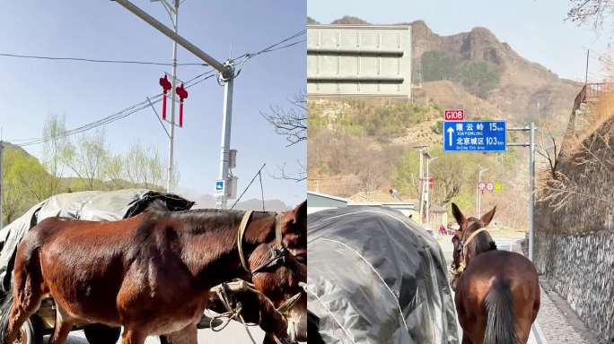 北京路边的驴车