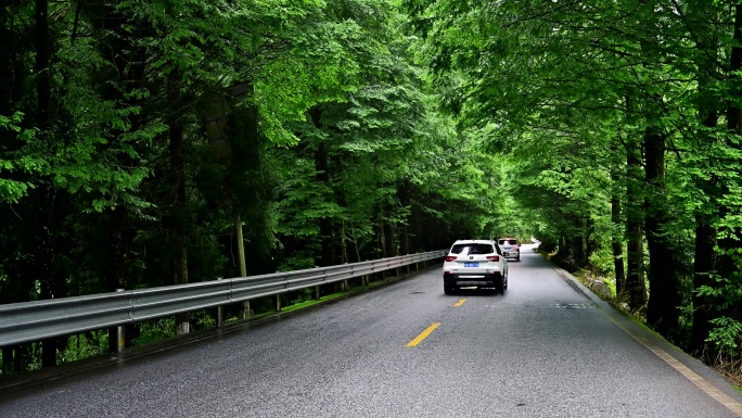 旅行自驾唯美森林绿道公路绿树成荫