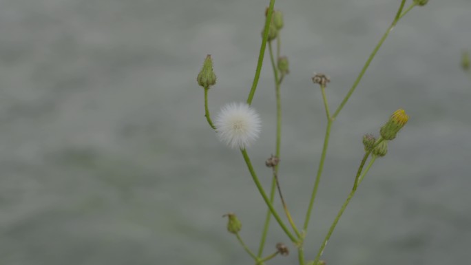 蒲公英水草游荡波纹合集