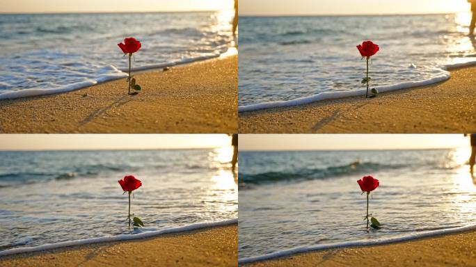 唯美海浪沙滩玫瑰花