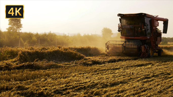收割机小麦收割金色的麦田丰收的季节