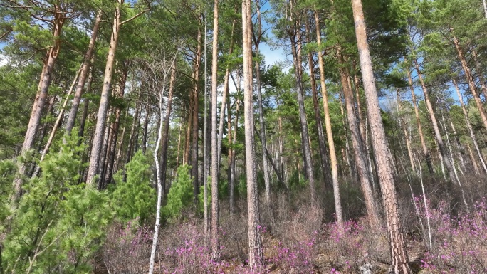 大兴安岭山地樟子松松林