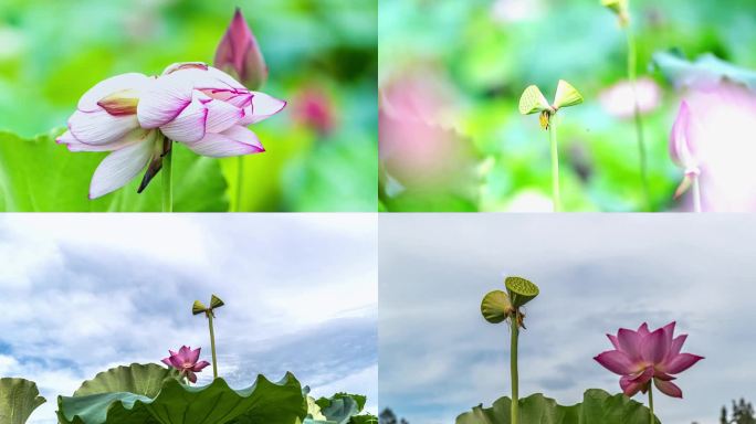 重庆南川：并蒂莲悄然现身中江村