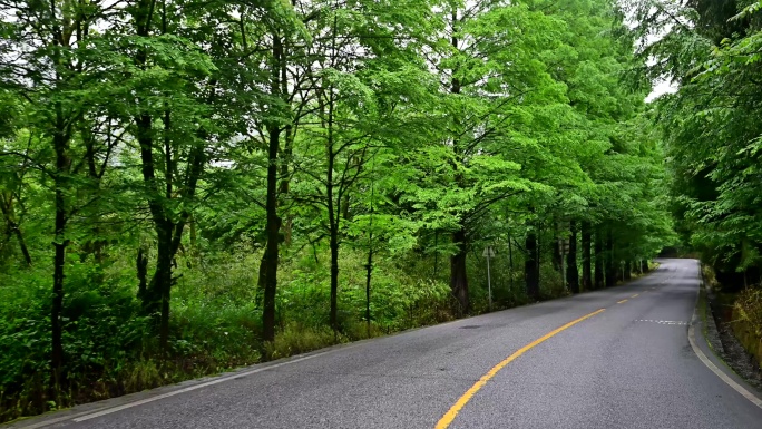 旅行自驾唯美森林绿道公路绿树成荫