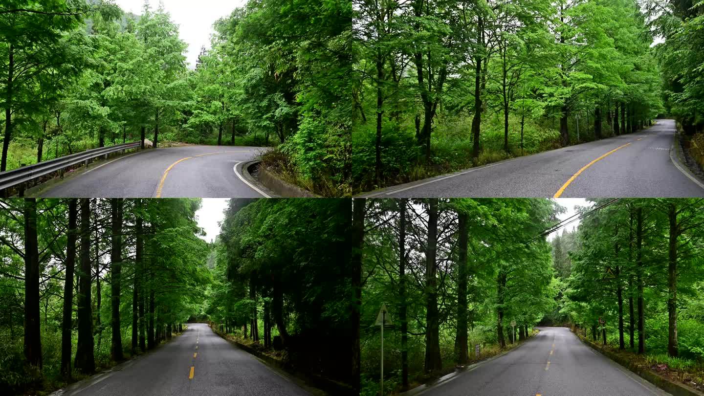 旅行自驾唯美森林绿道公路绿树成荫