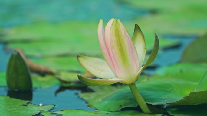 湖泊池塘莲花水草