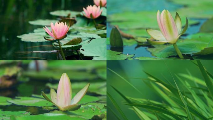 湖泊池塘莲花水草