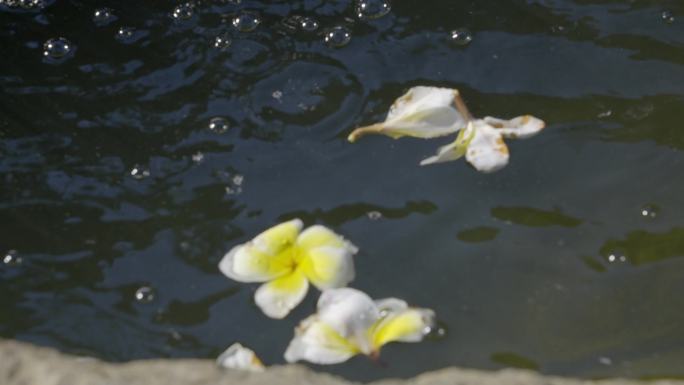 落花流水鸡蛋花