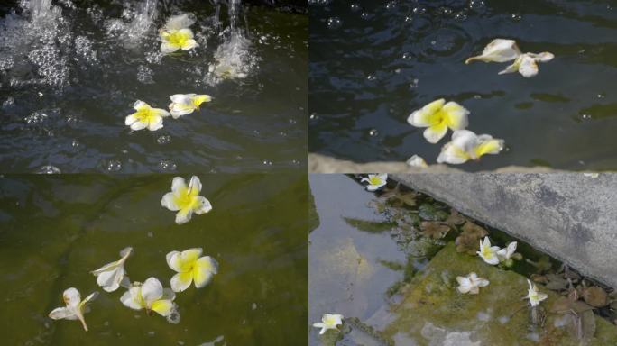 落花流水鸡蛋花