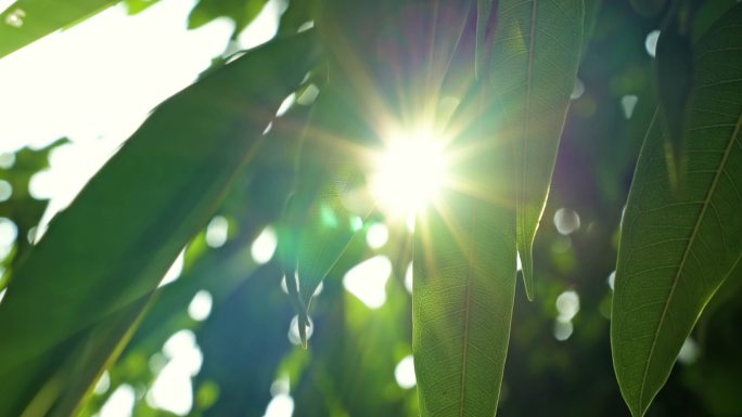 4K 唯美空境阳光树叶 V4
