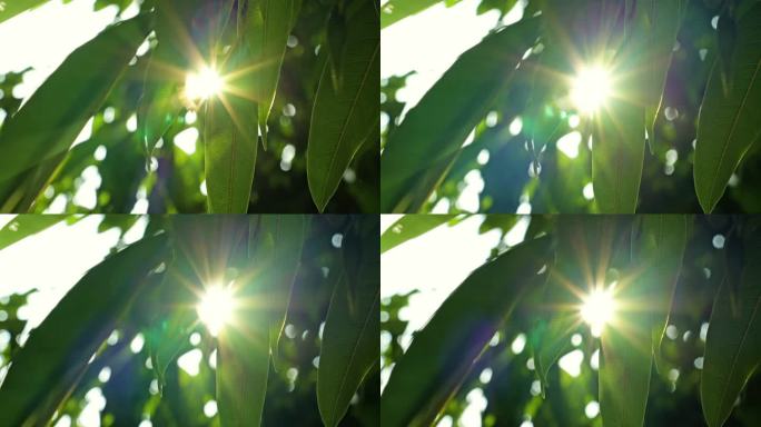 4K 唯美空境阳光树叶 V4