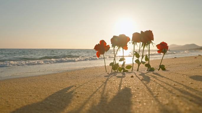 海浪海边逆光玫瑰花