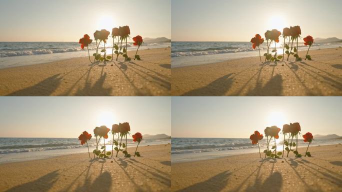 海浪海边逆光玫瑰花