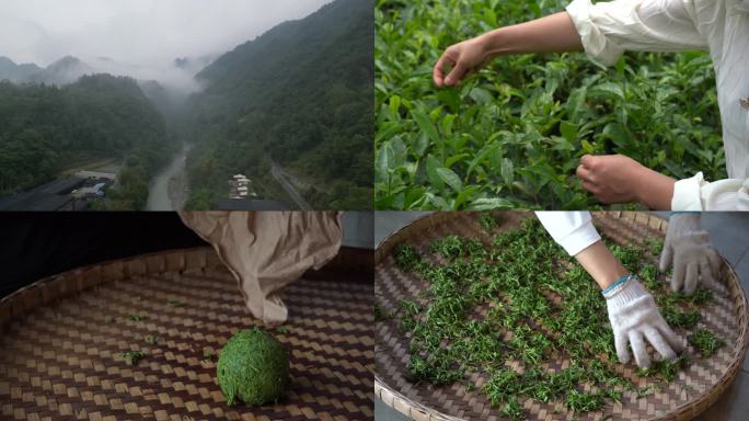 绵阳平武绿茶茶叶制作