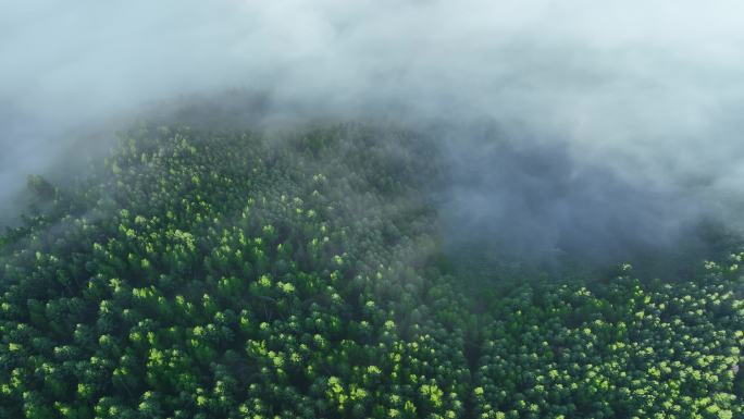 航拍云雾迷漫的阳光绿色松林