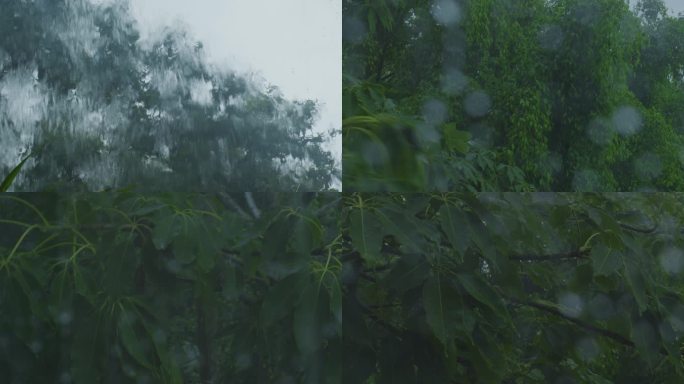 室外狂风大雨，树枝摇动，雨水倾泄而下