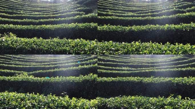 茶山，台地茶，茶园，普洱茶