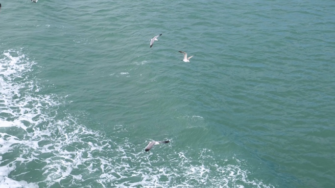 实拍大海海洋海鸥海鸟飞翔飞行航行海浪海面