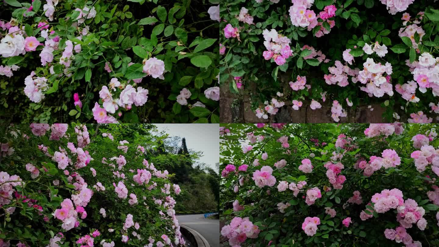 路边粉色蔷薇花