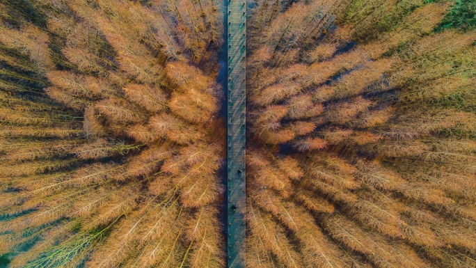 桤木河湿地