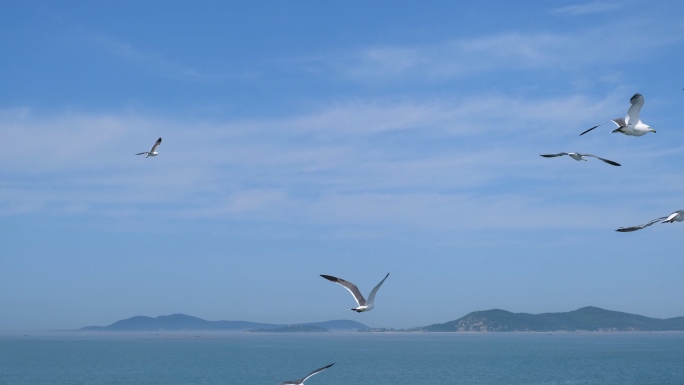 实拍大海海洋海鸥海鸟飞翔飞行轮船轮渡海浪