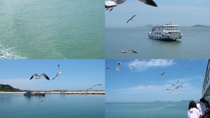 实拍大海海洋海鸥海鸟飞翔飞行轮船轮渡海浪