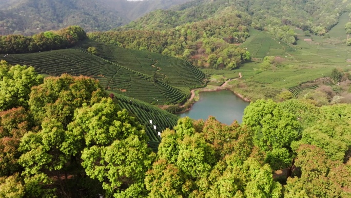 山顶俯瞰茶山全景4K航拍